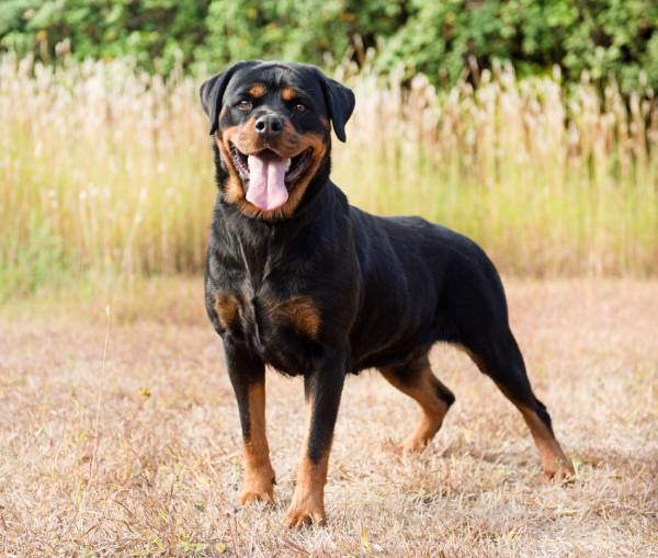 young rottweiler in nature