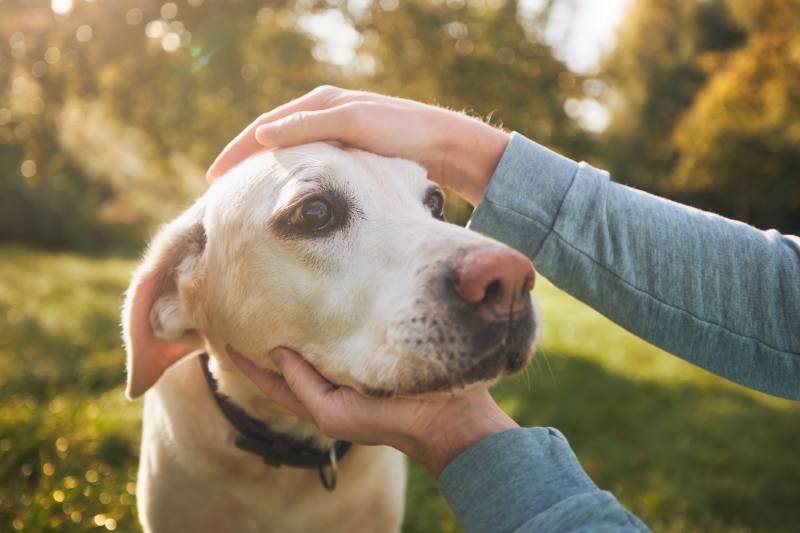 man stroking his old dog